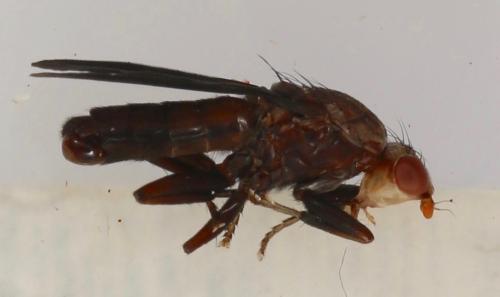 Pelidnoptera nigripennis